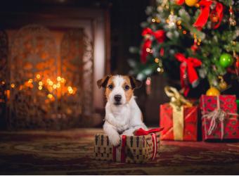 Holiday Safety Tips from Advanced Pet Care Clinic
