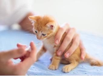 10 Tips to Care for a New Pet