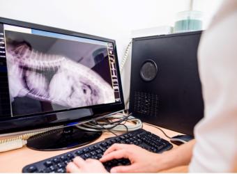Pet Diagnostic Tests – Understanding Your Pet’s Health