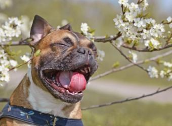 Understanding Allergies in Pets: Causes, Symptoms, and Treatment