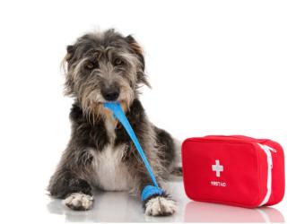 Pet First Aid: What Every Pet Owner Should Know