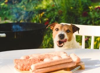 7 Tips for Keeping Your Pets Safe During Summer Fun