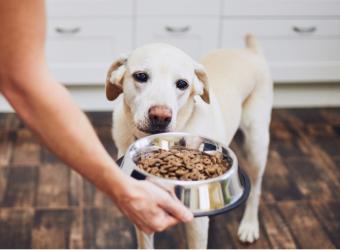 5 Factors to Consider When Choosing the Right Pet Food