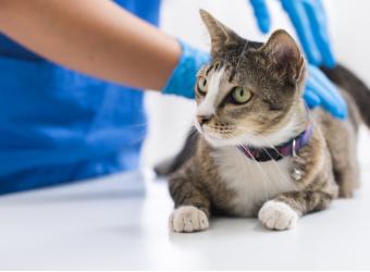How to Manage Pet Care Medical Costs
