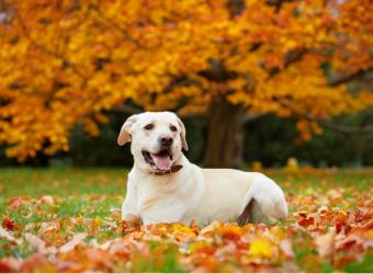 The Importance of Flea, Tick, and Heartworm Prevention in Colder Months