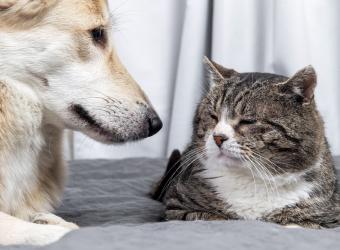 Embracing the Golden Years: November - Adopt a Senior Pet Month