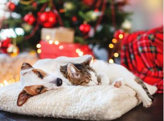 Christmas Gift Ideas for Pets: Many Ways to Make Your Pets Happy