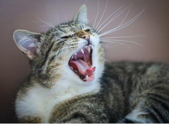 Pawsitively Perfect Teeth: Why Pet Dental Health Should be a Priority