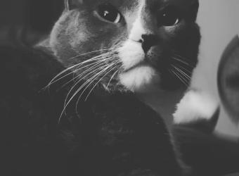 Hairball Awareness Day
