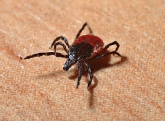 Prevention of Lyme Disease in Dogs Month