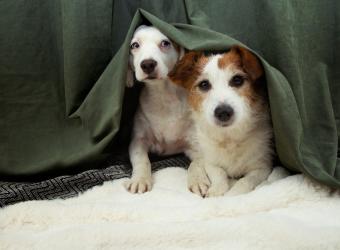 How to Calm Pets During Fireworks This 4th of July