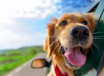 Summer Pet Safety Tips: From Your Veterinarian in Cedar Falls