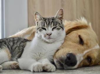 Zoonotic Diseases in Dogs and Cats: What Cedar Falls Pet Parents Should Know