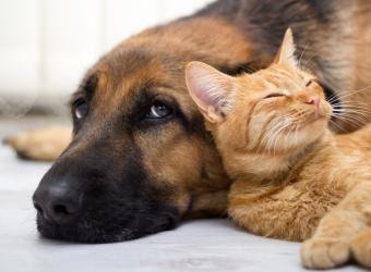 Pet Grooming for Dogs and Cats: At Home and at Advanced Pet Care