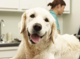 Chiropractic Care for Dogs: 6 Things That a Dog Chiropractor Can Help With