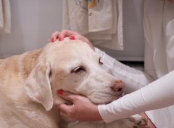Pet Cancer: When to Worry about Lumps and Bumps