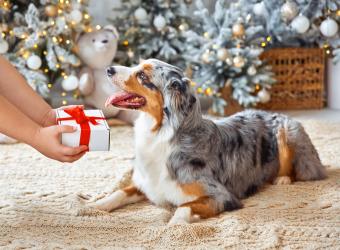 Holiday Pet Safety Tips: From Home to Holiday Travel