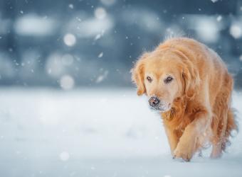 Winter Joint Pain in Pets: How Cold Weather Affects Dogs and Cats