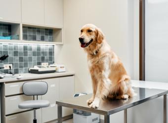 Bad Breath in Dogs and Cats May Be a Sign of Dental Problems