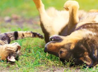 Spring Pet Health Problems: What Cedar Falls Pet Owners Should Watch For
