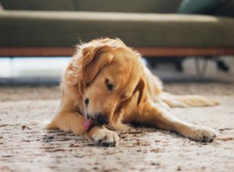 Why Dogs Lick Their Paws (And When It’s a Problem)