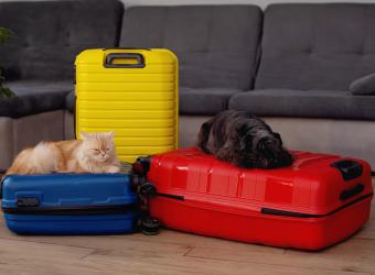 Pet Boarding and Travel Checklist for Summer