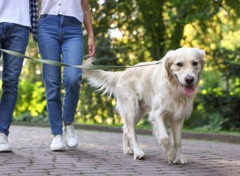 Recognizing the Early Signs of Hip Dysplasia in Dogs