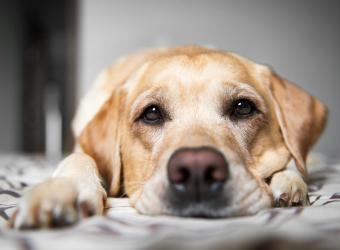 Does My Dog Need TPLO Surgery? Understanding CCL Injuries in Dogs