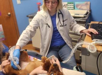Ultrasound for Dogs: What It Can Tell Us About Your Dog’s Health