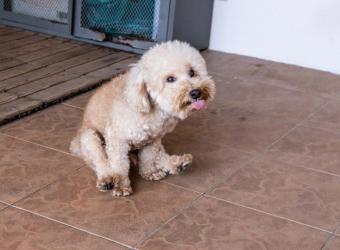 Dog Scooting: Why Dogs Drag Their Bottoms on the Floor