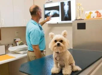 What to Expect When Your Pet Needs an X-Ray