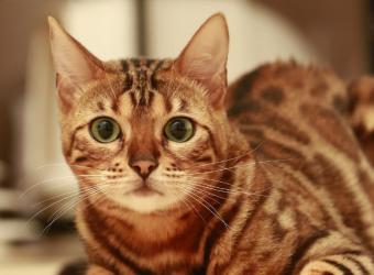 A Cat Owner&#039;s Guide to Spaying &amp; Neutering