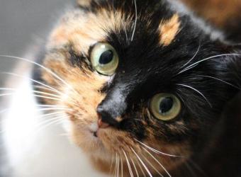 Cat Wellness Exams: Maintaining Your Cat’s Wellness Throughout Their Lifetime