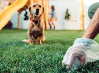 The Ultimate Guide to What Your Dog&#039;s Poop is Telling You