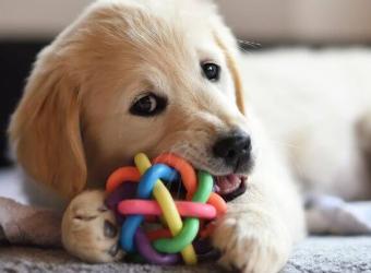 Why Resource Guarding in Dogs Is a Problem &amp; What to Do About It