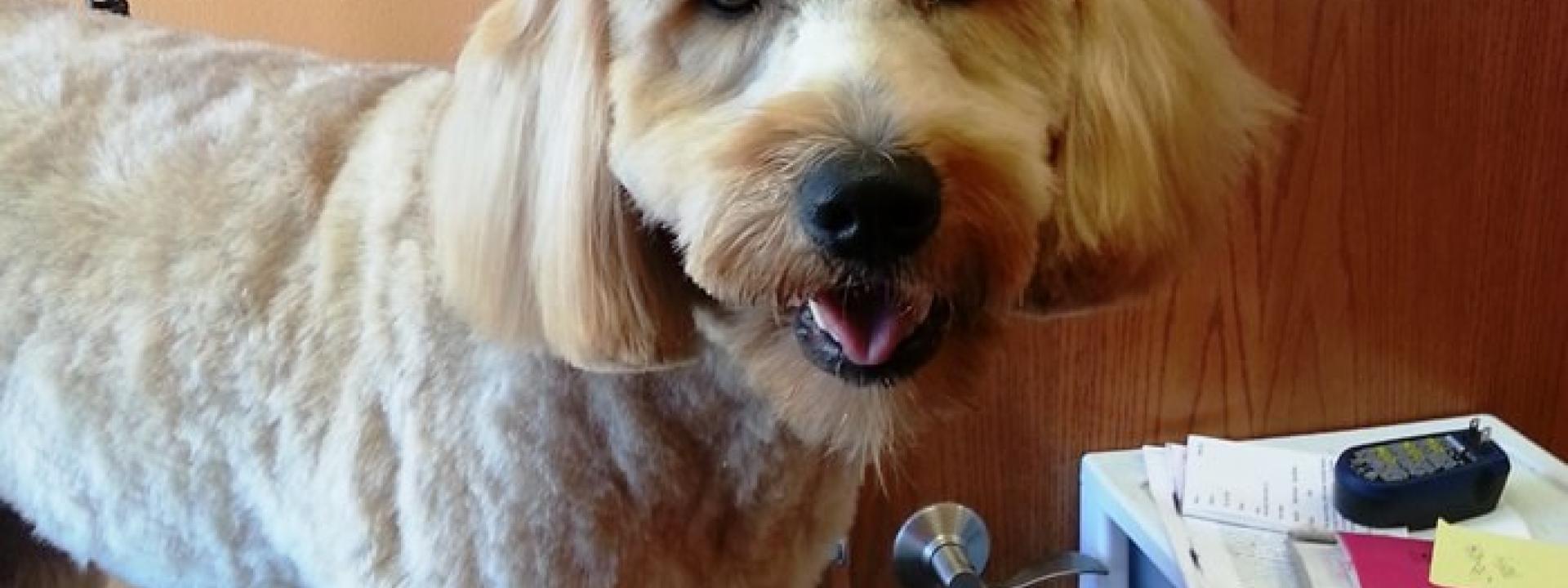 Can you outlet groom a puppy