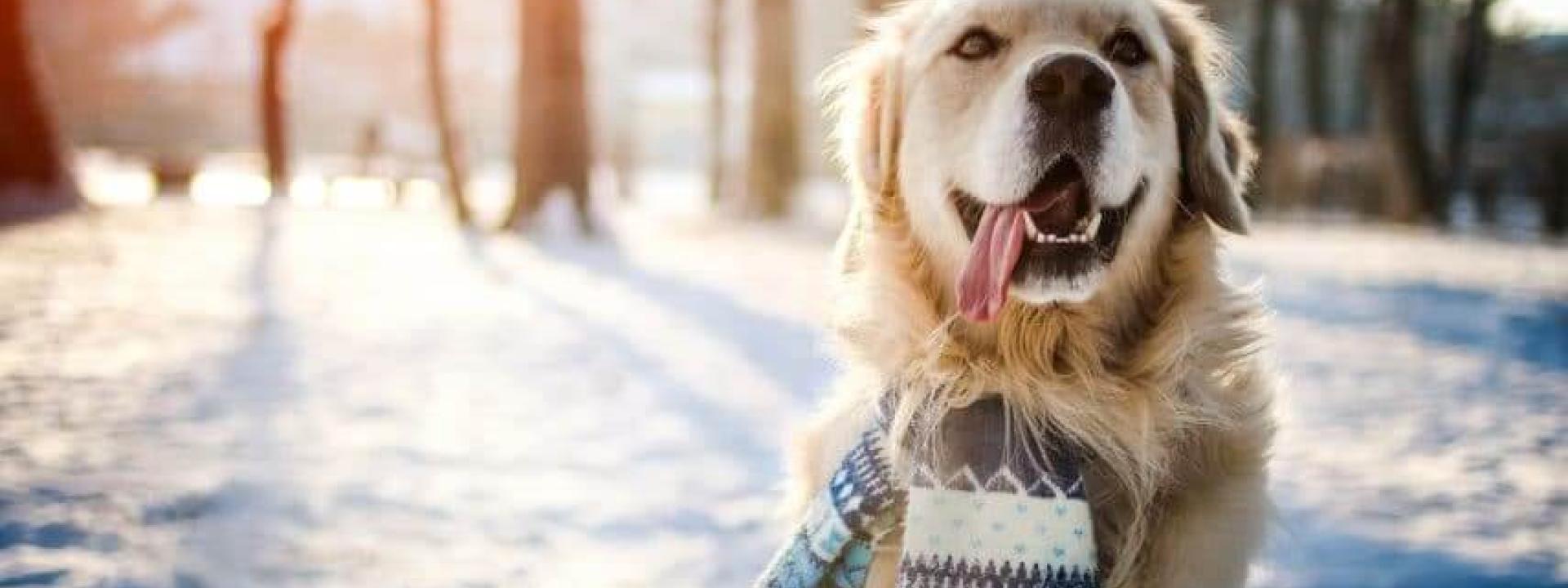 safepetsinwinter