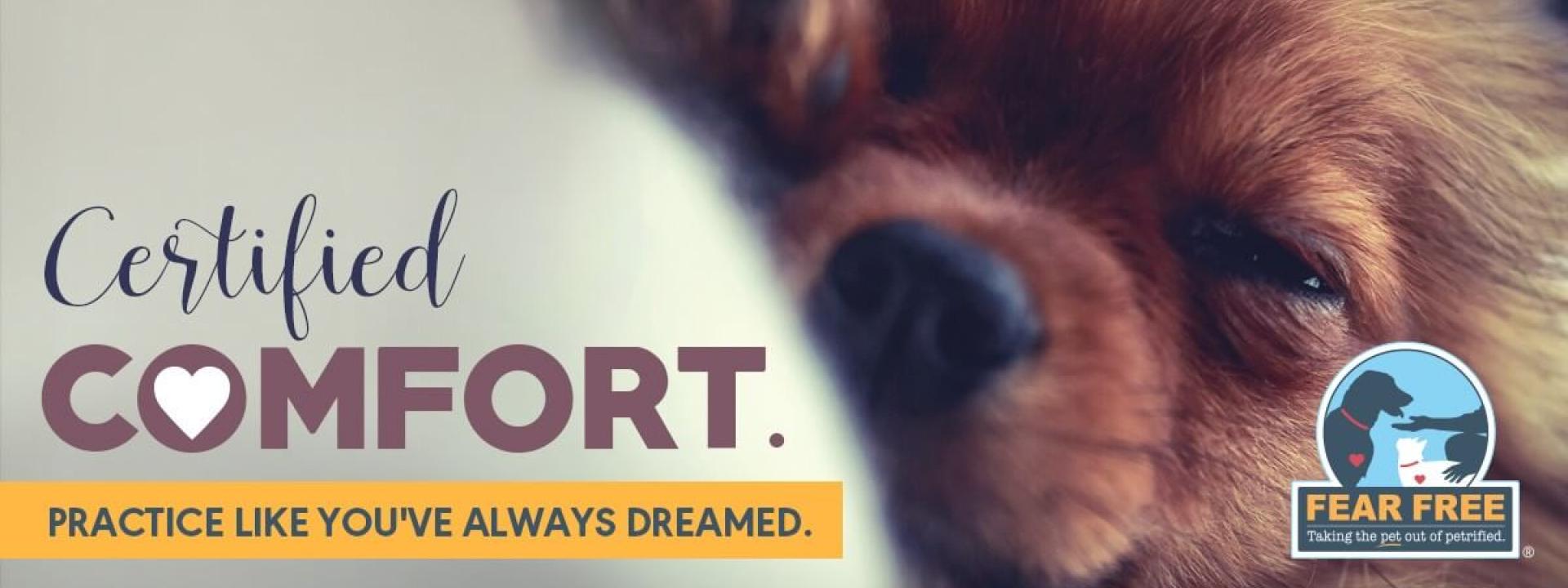 Comfort-Dog