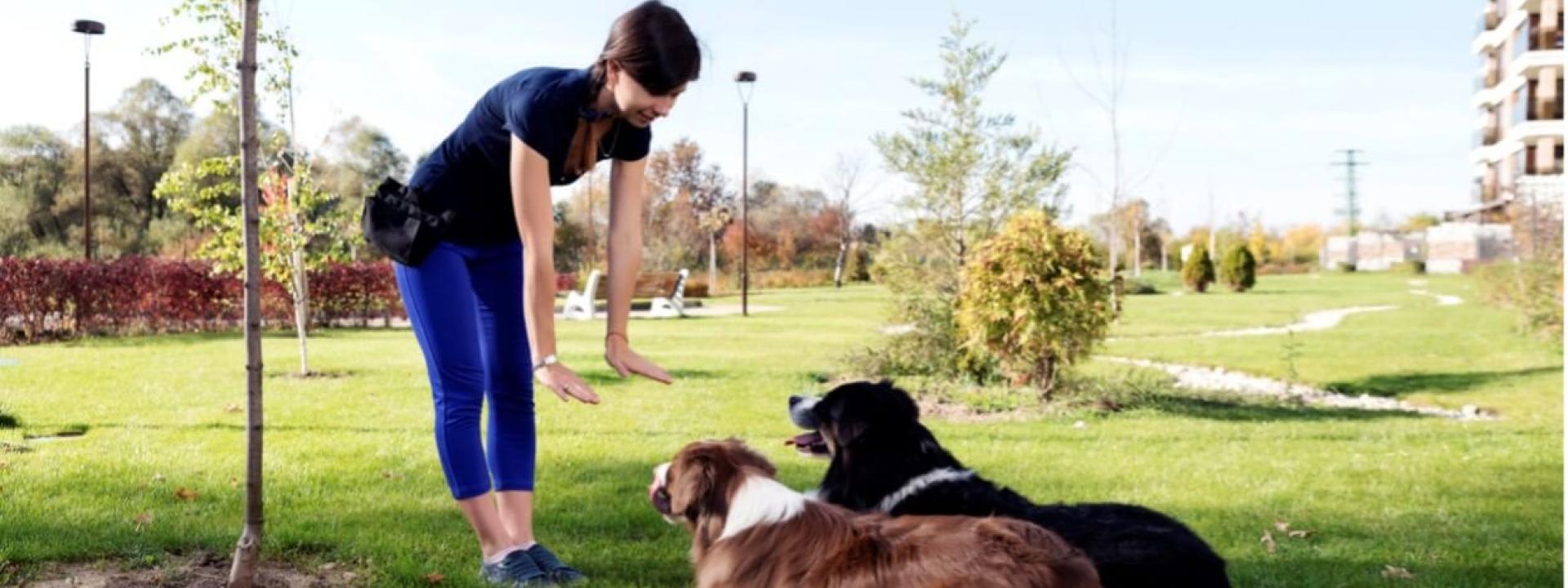 person training two dogs lying down