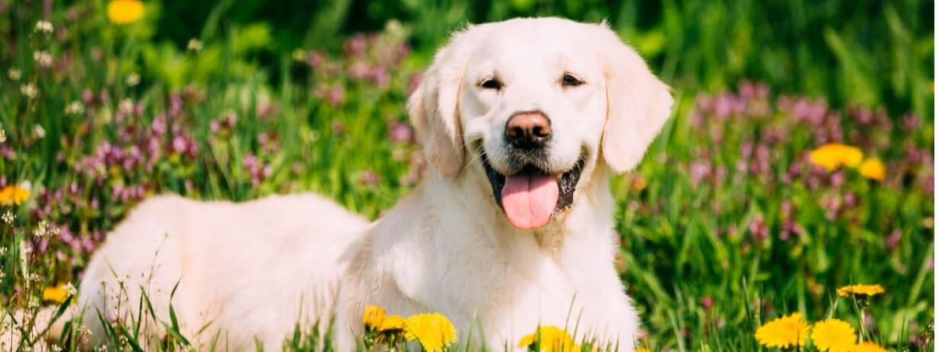 A dog lying in a field of flowers