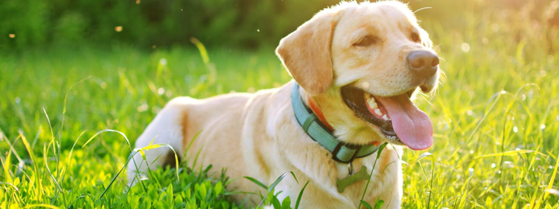 A dog lying in the grass