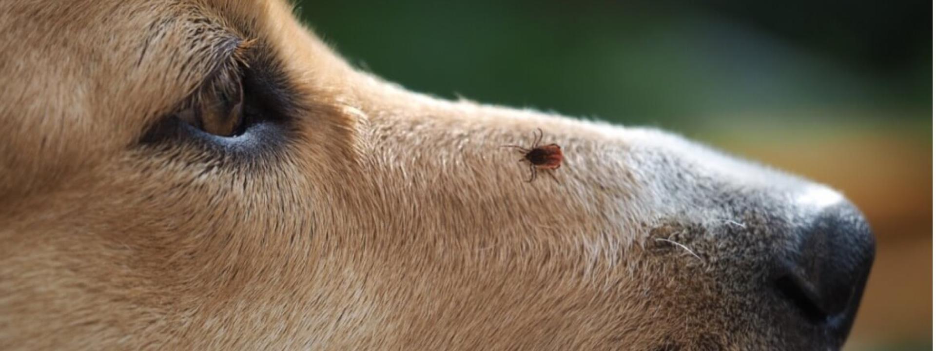 A close up of a dog's face, tick