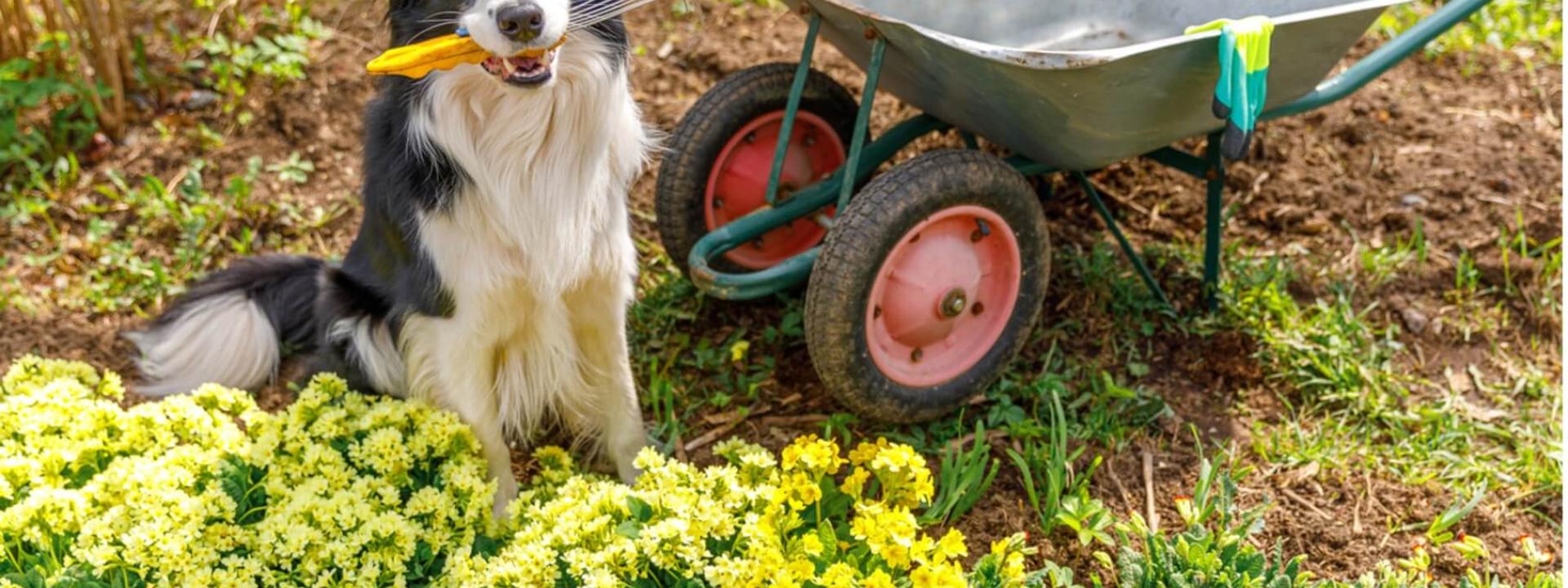 dog sitting in garden with garden implement in mouth