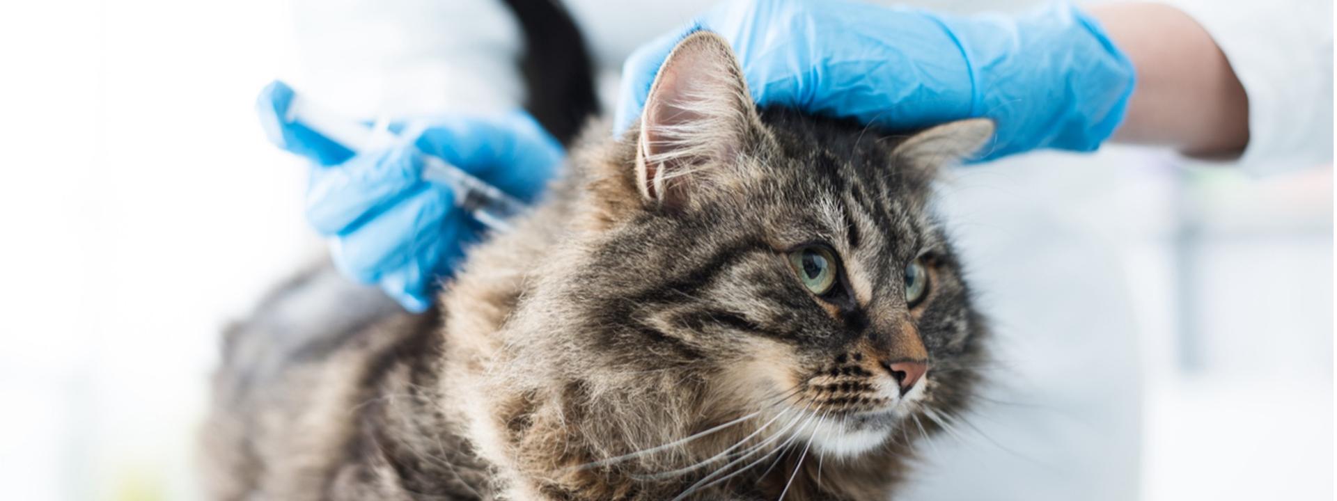 Cat receiving a vaccination