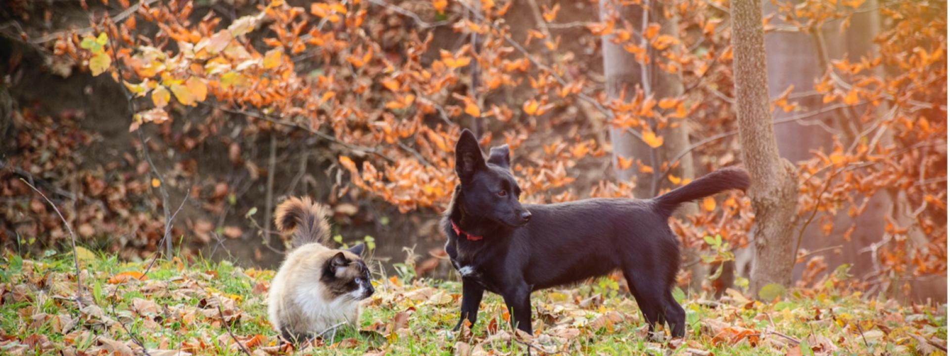 Dog and cat standing on lawn, fall colors, leaves.