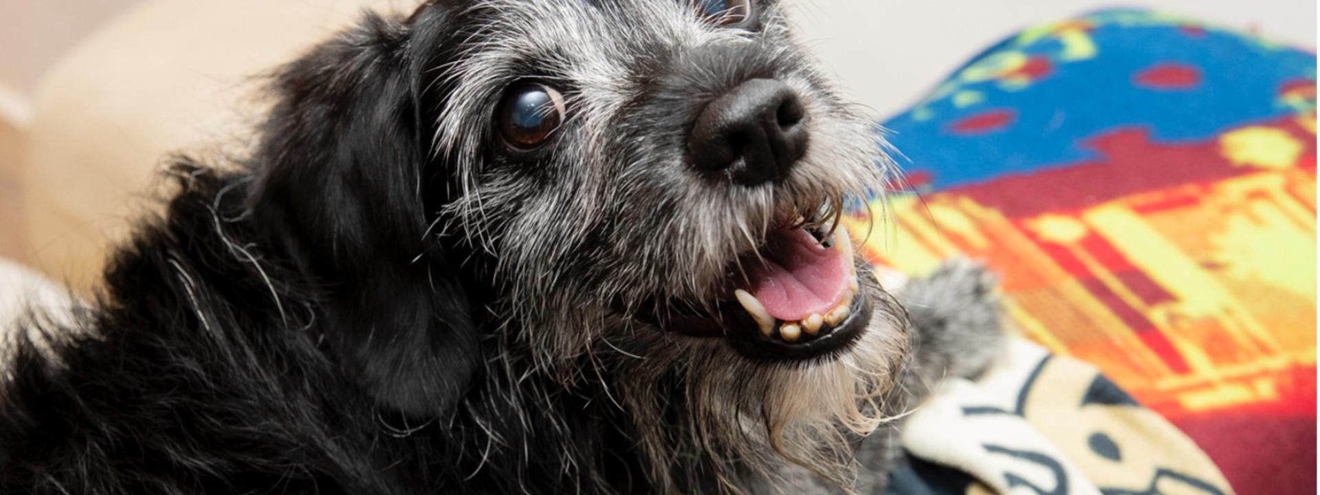 A senior pet dog lying on a bed