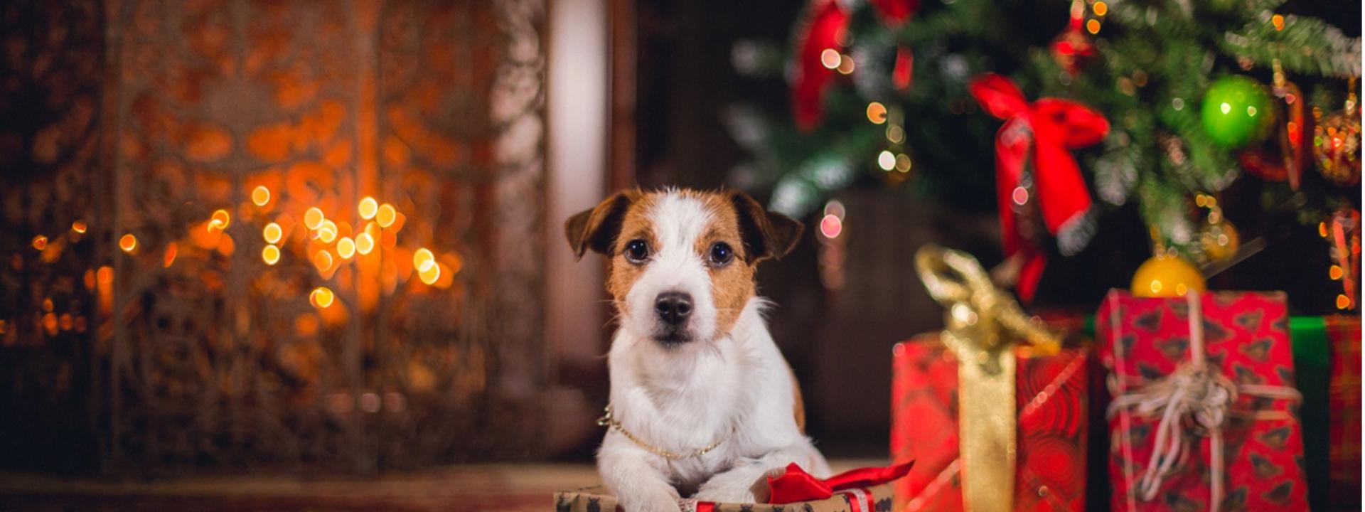 A dog under a Christmas tree infant of present