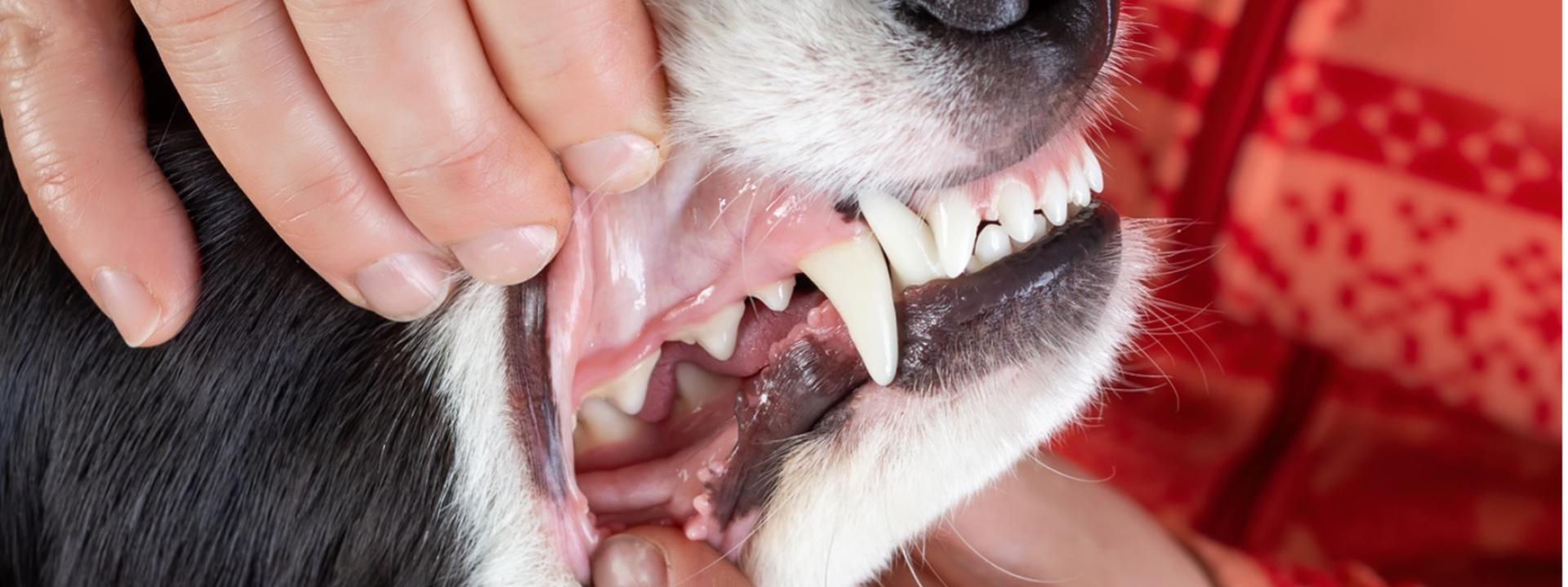 person inspecting dog's teeth