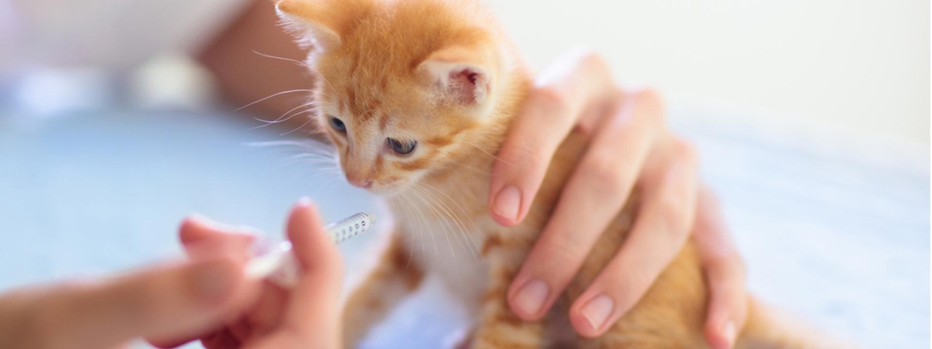 A person holding a kitten