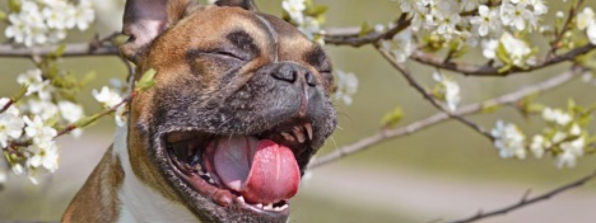 A dog with its mouth open and tongue out, sneezing